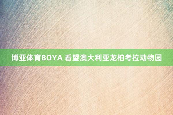 博亚体育BOYA 看望澳大利亚龙柏考拉动物园