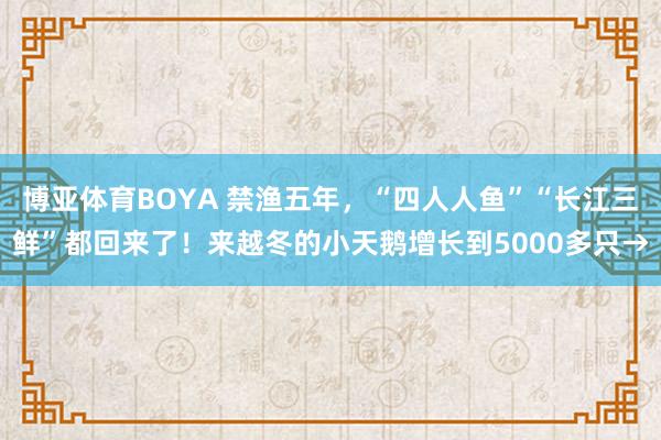 博亚体育BOYA 禁渔五年，“四人人鱼”“长江三鲜”都回来了！来越冬的小天鹅增长到5000多只→